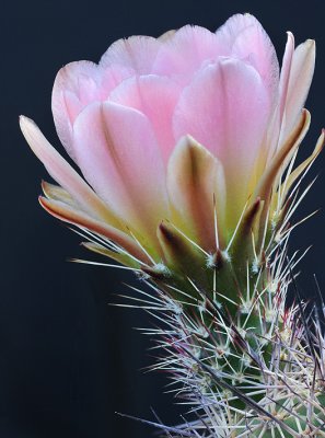 Echinocereus Cactus Blossom 2