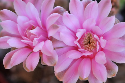 Gymnocalycium Cactus Blossoms