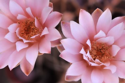 Gymnocalycium Cactus Blossoms 2