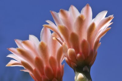 Gymnocalycium Cactus Blossoms Skyward