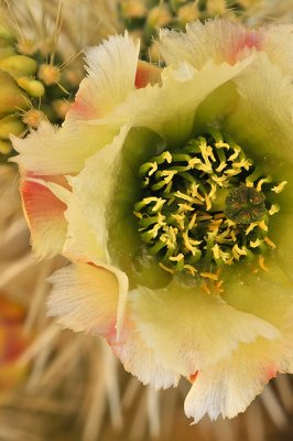 Jumping Chollo Cactus Blossom Closeup
