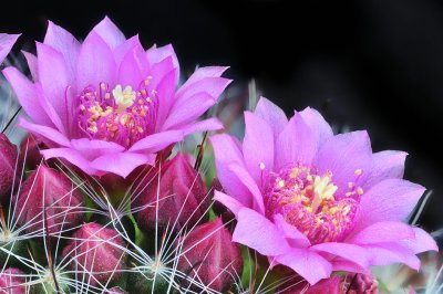 Mammillaria Pink Blossoms