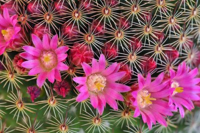 Mammillaria Ring of Pink Blossoms 2