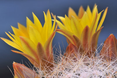 Mammillaria Yellow Blossoms