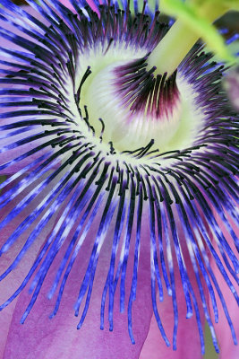 Passion Flower