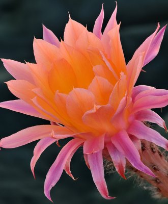 Peach  Pink Echinopsis Blossom