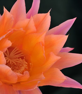 Peach  Pink Echinopsis Blossom Closeup