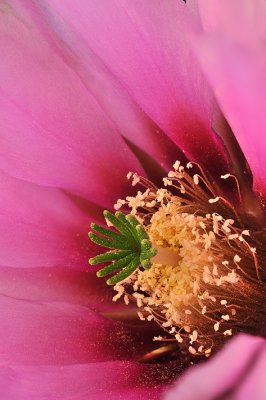 Pink Hedgehog Blossom Closeup