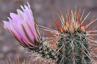 Pink Hedgehog Cactus Blossom