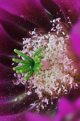 Strawberry Hedgehog Blossom Closeup