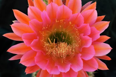 Trichocereus Blossom