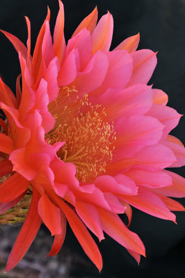 AZ - Trichocereus Blossom Side View