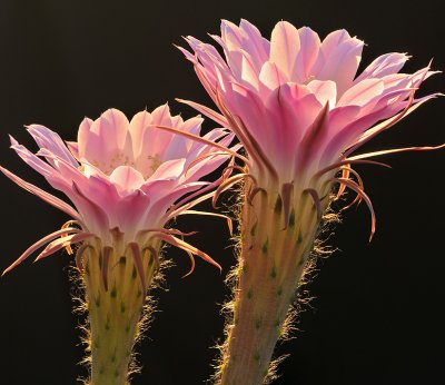 Backlit Easter Lilly Cactus Blossoms