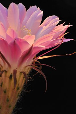 Backlit Easter Lilly Cactus Blossom