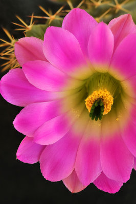 Lady Finger Cactus Blossom