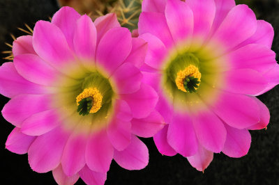 Lady Finger Cactus Blossoms