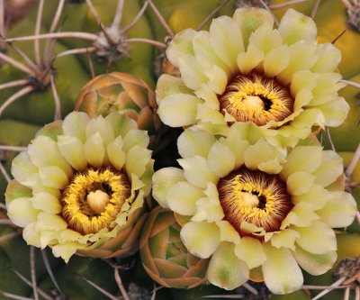 Giant Chin Cactus Blossoms & Buds