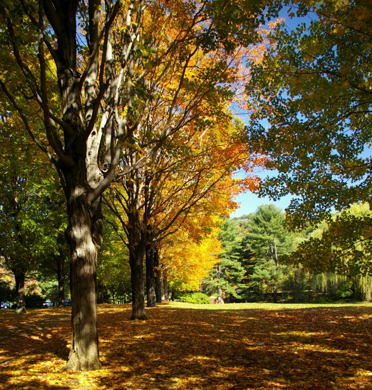 Fall at its Peak