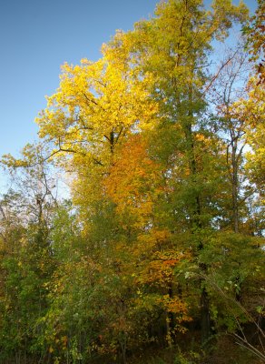 Fall trees and Berries at the Peak-2007