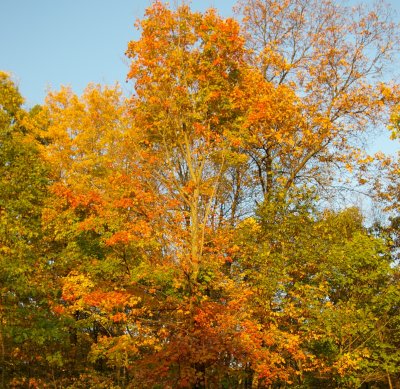 Fall trees and Berries at the Peak-2007