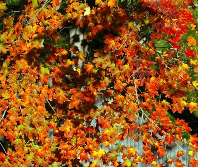 Fall trees and Berries at the Peak-2007