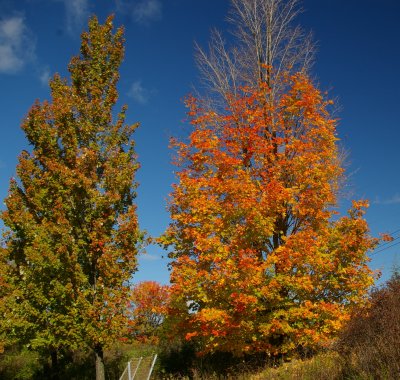 Fall trees and Berries at the Peak -2007