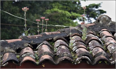 Roof Flowers