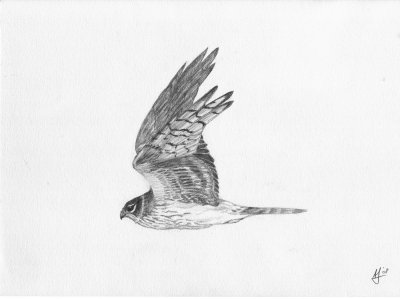 Pallid Harrier (adult female)