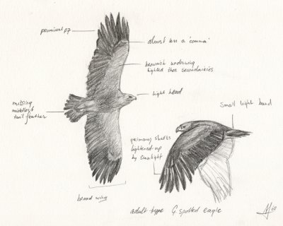 Bastaardarend / Greater Spotted Eagle