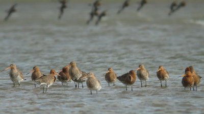 Mixed flock of limosa and islandica