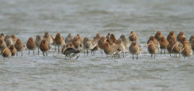 Mixed flock of limosa and islandica