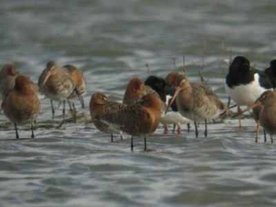 Mixed limosa and islandica