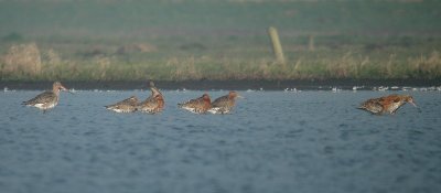 Group stadia of moult