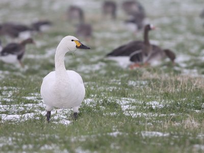 Kleine zwaan / Bewick's swan