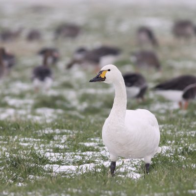 Kleine zwaan / Bewick's swan