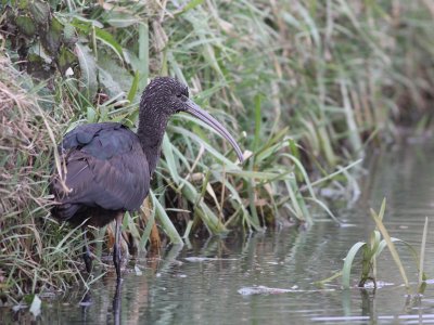 Zwarte ibis / Black Ibis