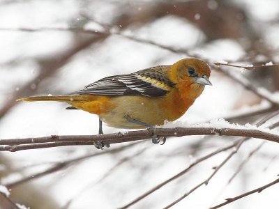 Baltimoretroepiaal / Baltimore Oriole