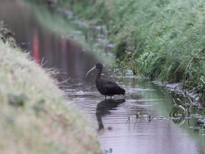 Zwarte ibis / Black Ibis
