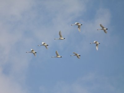 Kleine zwaan / Bewick's Swan