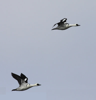 Non / Smew  Merganser