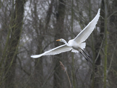 Grote zilverreiger / Great White Egret