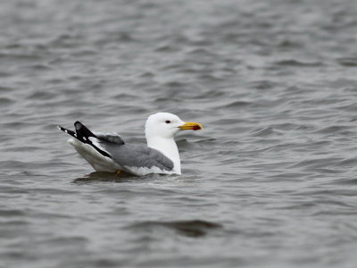 Geelpootmeeuw / Yellow-legged Gull