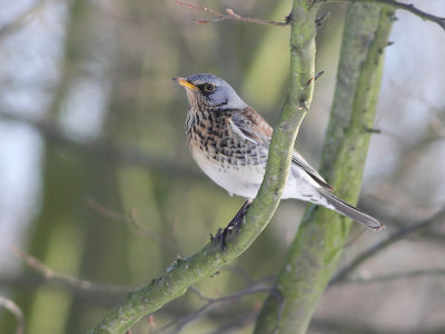 Kramsvogel / Fieldfare