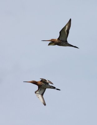 Grutto / Black-tailed Godwit