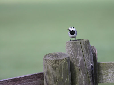 Witte kwikstaart / White Wagtail