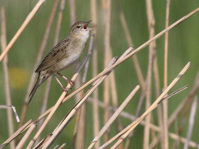 Sprinkhaanzanger / Grasshopper Warbler