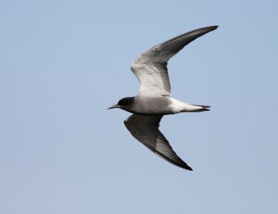 Zwarte stern / Black Tern