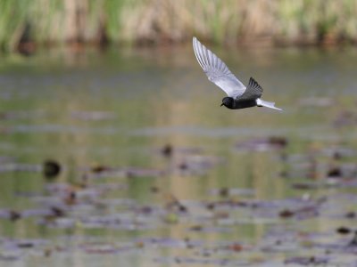 Zwarte stern / Black Tern