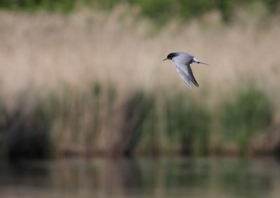 Zwarte stern / Black Tern