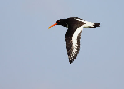 Scholekster / Oystercatcher